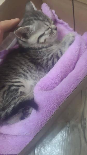 Продам британский котенок мальчик