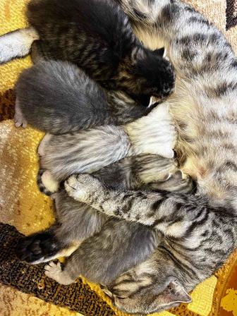 Шотландские вислоухие скоттиш фолд