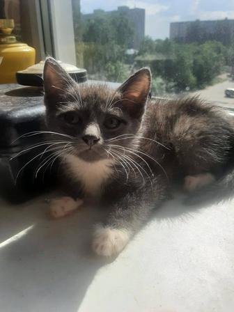 Отдам котенка