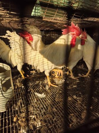 Петушки легорн