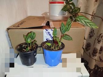 Ктенанта и другие цветы