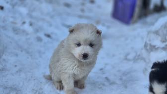 Продам щенят хаски без документов
