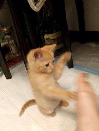 Котенок