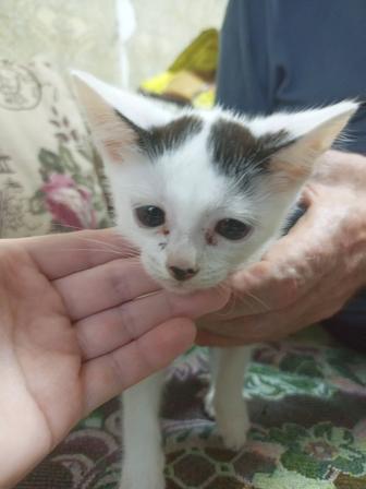 Отдадим котят в хорошие руки