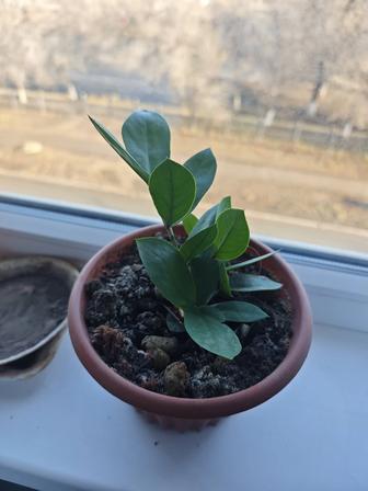 Комнатные растения