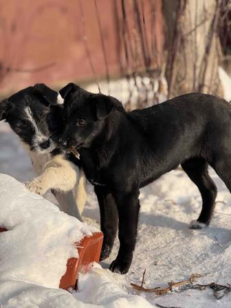 Отдам щенков в добрые руки