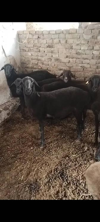 Семіз қойлар 10бас