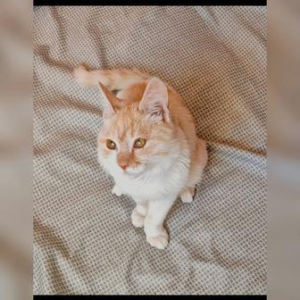 В самые ответственные руки котенок