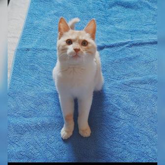 В самые ответственные руки котенок