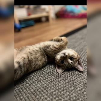 В самые ответственные руки котенок