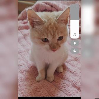 В самые ответственные руки котенок