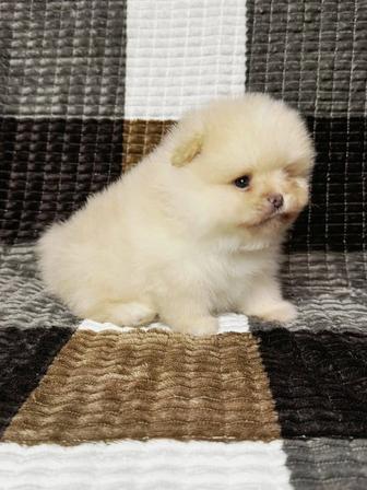 Шпицы щенки