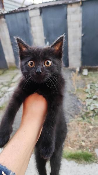 Котенок в хорошие руки