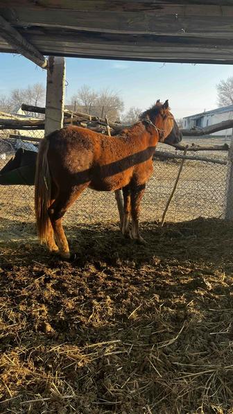 Бордақы жылқы 1.5жасар