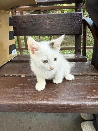 Котенок 2 месяца. Девочка