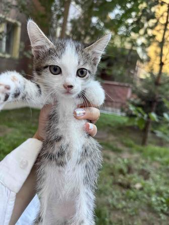 Котенок 2 месяца. Девочка