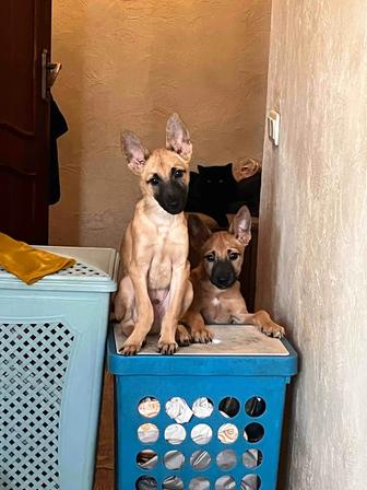 Щенята-Мальчик и милашка