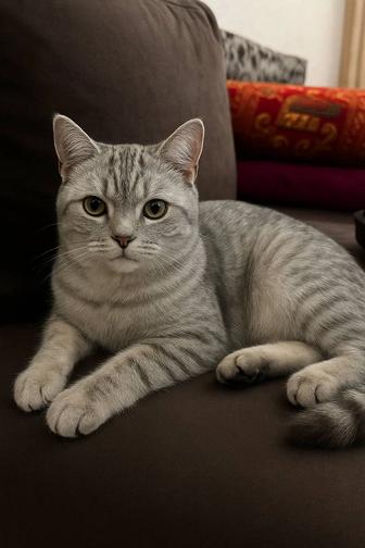 Британец котик прямоухий