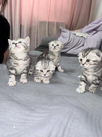 Продам котят шотландские