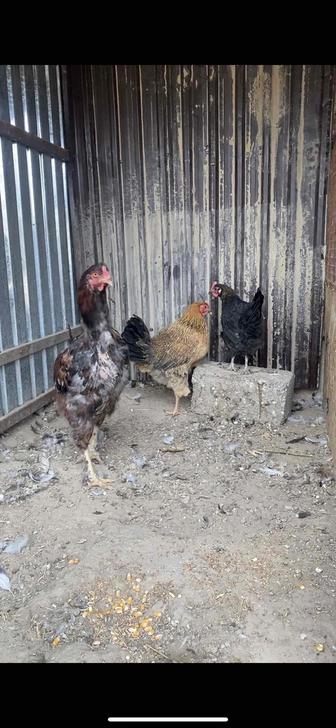 Куры тауықтар