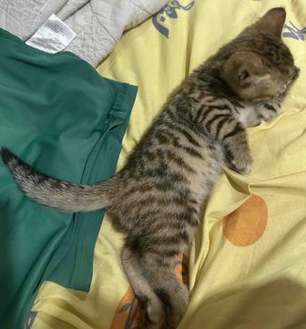 Продаю бенгальских котят