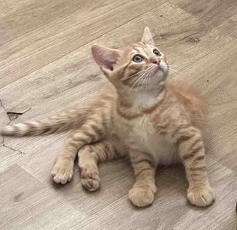 Продаю бенгальских котят