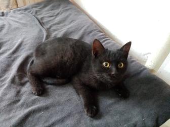 Котенок мальчик 3 месяца, к лотку приучен, домашний