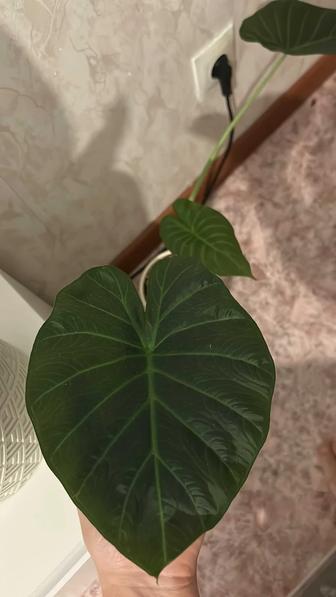 Продам комнатные цветы