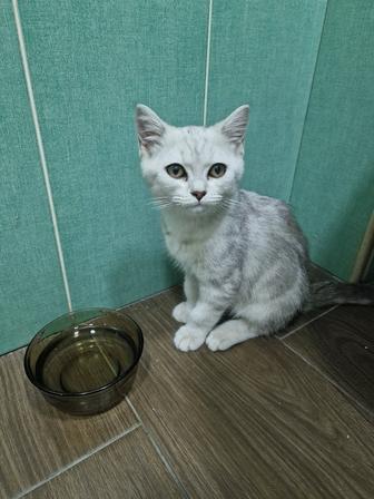 Найден котенок