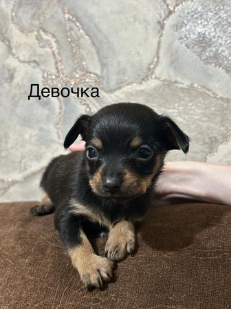 Щенки той терьер (американский)