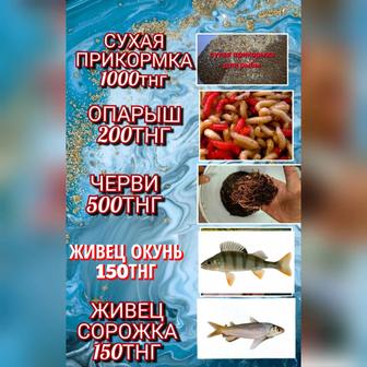 Опарыш живец черви