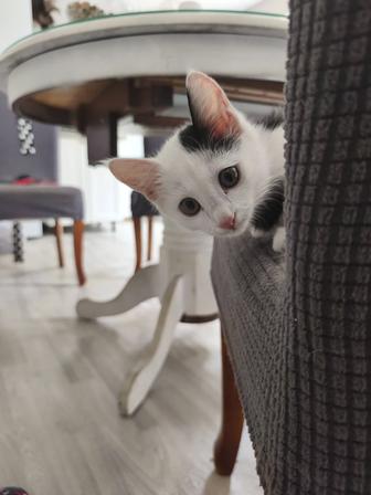 Котенок Сюсанна ждёт свою семью