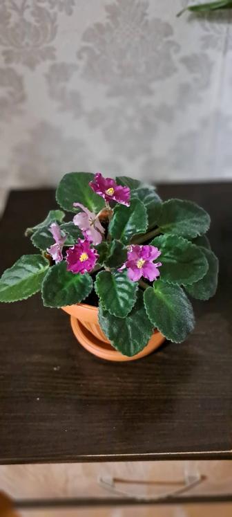 Продам фиалку
