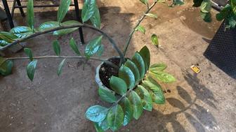 Растение замиокулькас долларовое дерево