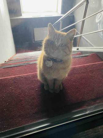 Коту нужен теплый дом. Срочно