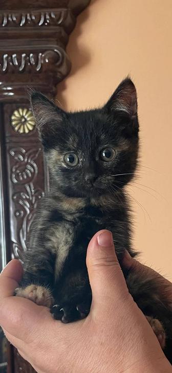 Пристраивается в добрые руки котенок