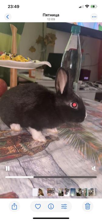 Карликовый кролик девочка