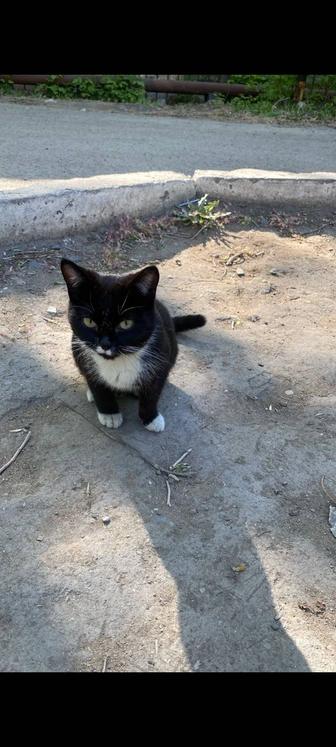 Миленький котенок