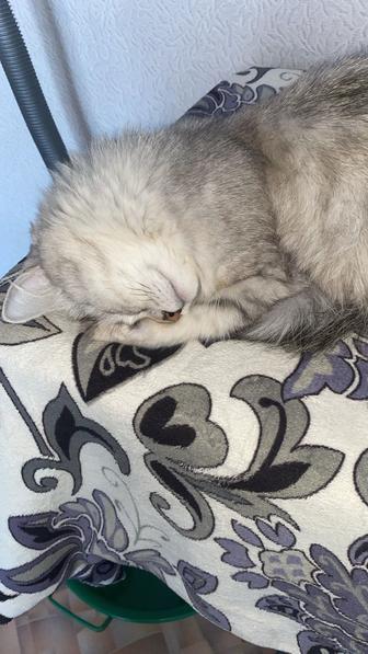 Отдам кошку в добрые руки