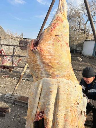 Мясо Конина