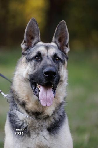 Вязка восточно европейской овчарки