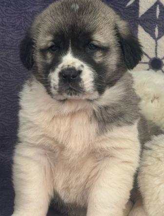 Продам щенок Алабай , тобет . Щенки САО