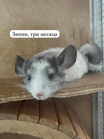 Продам шиншил