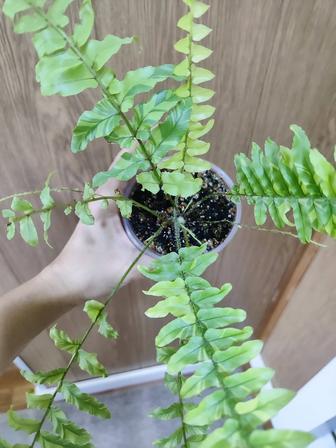 Нефролепис Тигр