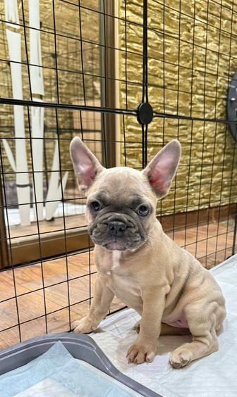Французский бульдог девочка
