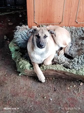 Щенки ищут дом