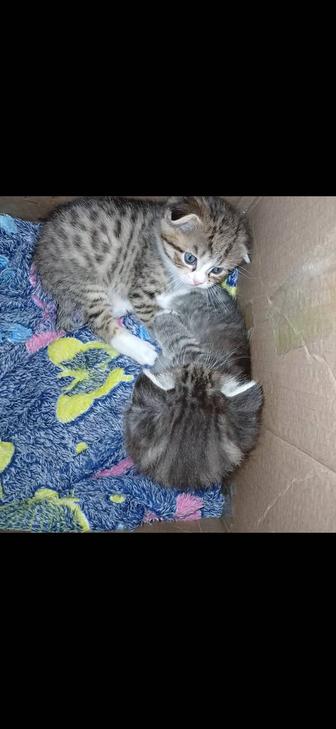 Продаются котята порода шотландская чистокровные