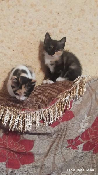 Срочно!!!котята ищут любящую добрую семью. Очень Срочно!!!