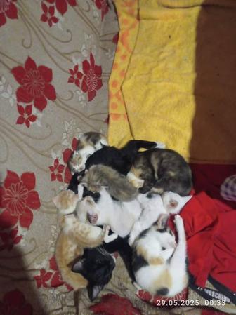 Срочно!!!котята ищут любящую добрую семью. Очень Срочно!!!
