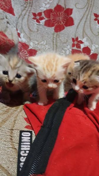 Срочно!!!котята ищут любящую добрую семью. Очень Срочно!!!